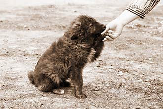 Homeless dog and helping human hand
