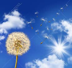 Dandelion seeds blowing in the wind