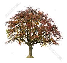 Isolated apple tree in autumn