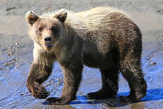 Alaska Baby Brown Bear Cub Walking Pose