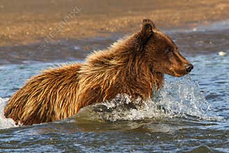 Alaska Silver Salmon Creek Young Brown Bear Fishing