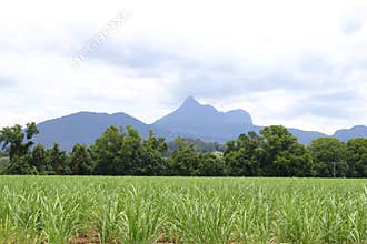 Landscape with volcano Mount Warning, New South Wales, Australia