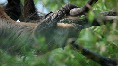 Sloth slowly climibng on tree branches