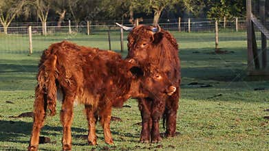 Highland cow and calf.