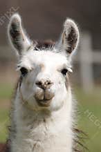 Llama