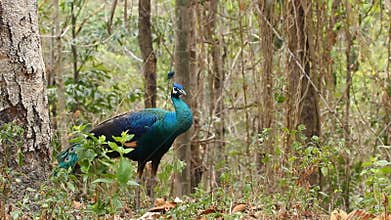 Peacock in breeding plumage