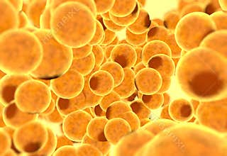 Fat cells. Inside human organism