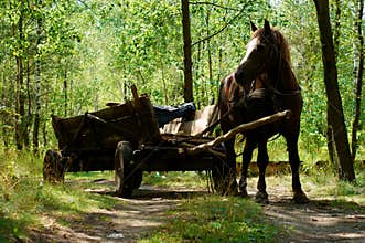 Old-style horse wagon