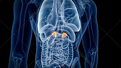 The human adrenal glands