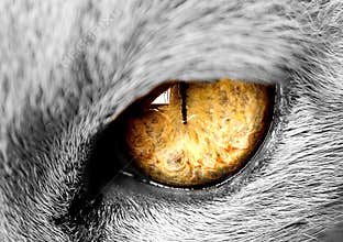 Cats eye