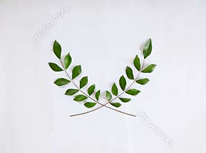 Olive branch