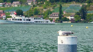 swiss lake view on alps mountain, switzerland