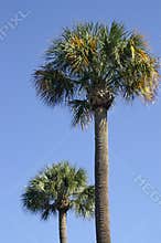 Charleston Palmettos