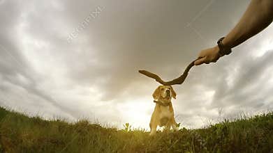 Owner dog training his beagle dog with stick slomotion video
