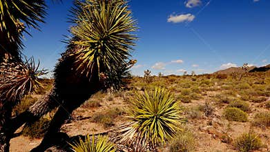 Cactus and joshua trees in Arizona in 4k.