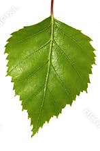 Birch Leaf