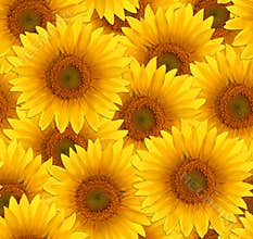 Seamless pattern flower sunflower
