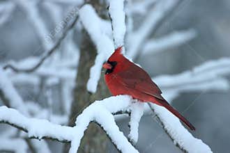 Northern Cardinal - Cardinalis cardinalis