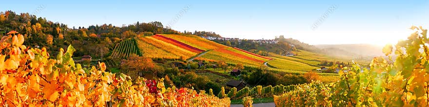 Vinyards panorama