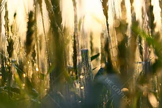 Wheat field abstract