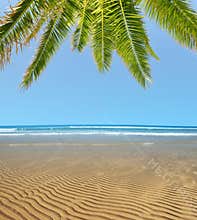 Wavy sandy beach at low tide with palm tree