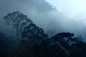 Tropical Rain Forest