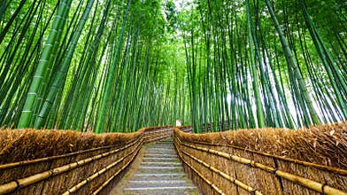 Path to bamboo forest, Arashiyama, Kyoto, Japan