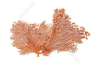 Red Gorgonian or red sea fan coral isolated on white background