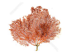 Red Gorgonian or red sea fan coral isolated on white background