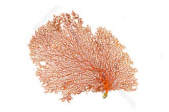 Red Gorgonian or red sea fan coral isolated on white background