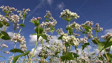 Flowering buckwheat in summer