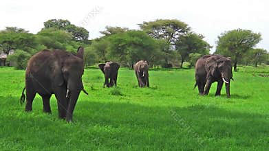 Herd of elephants Tanzania