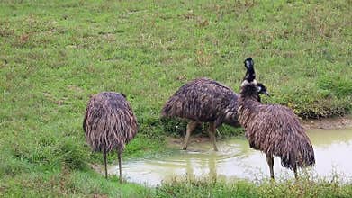 Group Of Emu Birds