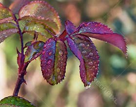 Rose leaves