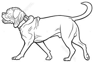 Bordeaux dog breed