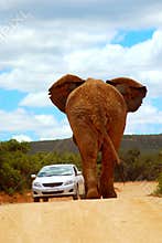African elephant road traffic