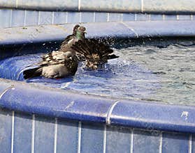 Doves in water