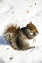 Gray Squirrel eating on snow