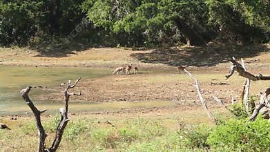 The view of flora and fauna in Yala National Park, Sri Lanka.