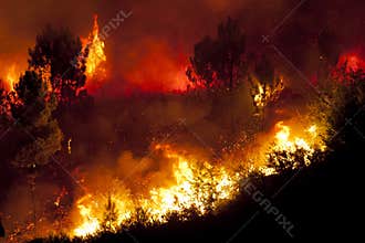 Forest Fire
