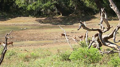 The view of flora and fauna in Yala National Park, Sri Lanka.