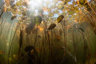 Lily Pads and Sunlight Underwater