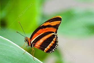 Butterfly on a leaf