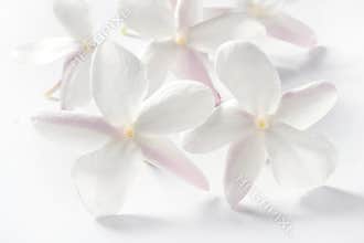 Jasmine flowers over white background