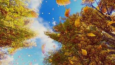 Falling autumn leaves and sunny sky