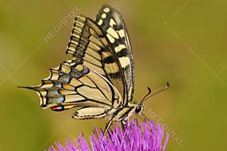 Old World swallowtail, Papilio machaon, butterfly sitting on the pink flower in the nature. Summer scene from the meadow.
