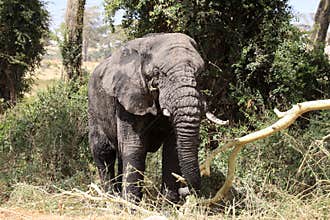 Old elephant bull
