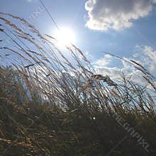 Summer field