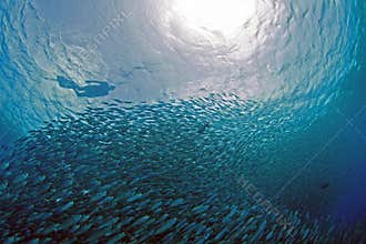 School of fish on Bonaire