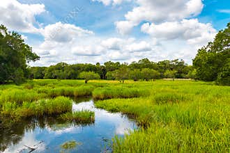 Florida wetland, summer natural landscape.